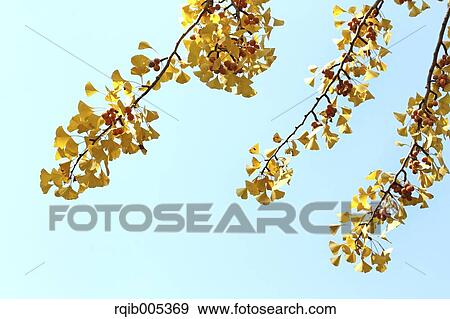 Stock Photo - Ginkgo leaves. Fotosearch