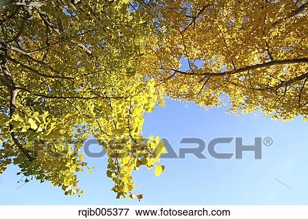 Ginkgo leaves View Large Photo Image Stock Photo - Ginkgo leaves. Fotosearch