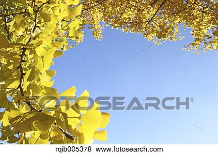 Stock Photo - Ginkgo leaves. Fotosearch