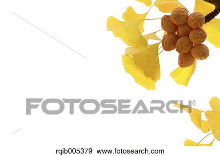 Ginkgo leaves View Large Photo Image Stock Photo - Ginkgo leaves. Fotosearch