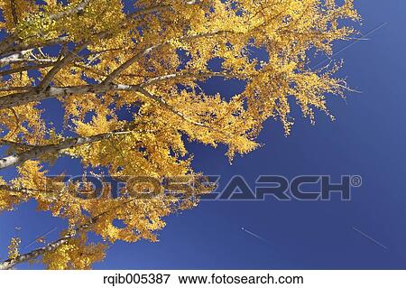 Stock Photo - Ginkgo leaves. Fotosearch