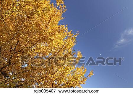 Stock Photo - Ginkgo leaves. Fotosearch