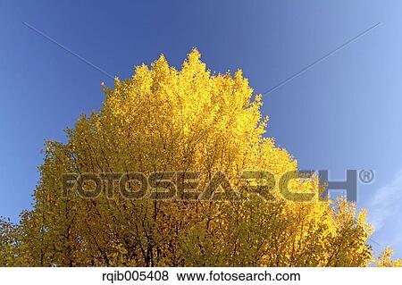 Ginkgo leaves View Large Photo Image Stock Photo - Ginkgo leaves. Fotosearch