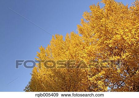 Ginkgo leaves View Large Photo Image Stock Photo - Ginkgo leaves. Fotosearch
