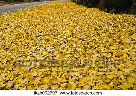 Stock Photo - Ginkgo leaves. Fotosearch