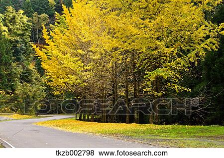 Stock Photo - Ginkgo leaves. Fotosearch