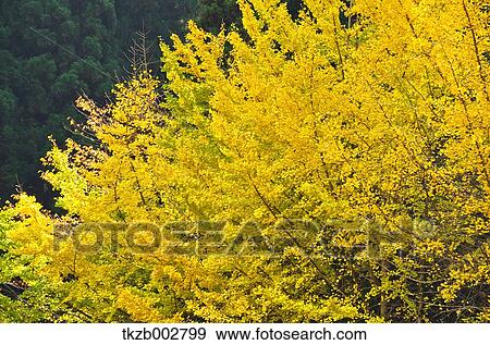 Stock Photo - Ginkgo leaves. Fotosearch