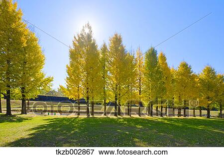 Stock Photo - Ginkgo leaves. Fotosearch