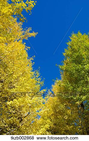 Ginkgo leaves View Large Photo Image Stock Photo - Ginkgo leaves. Fotosearch