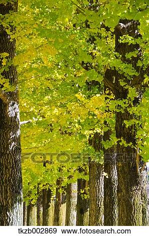 Ginkgo leaves View Large Photo Image Stock Photo - Ginkgo leaves. Fotosearch