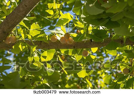 Ginkgo leaves View Large Photo Image Stock Photo - Ginkgo leaves. Fotosearch
