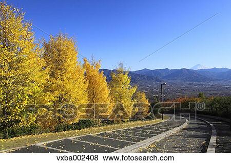 Ginkgo leaves View Large Photo Image Stock Photo - Ginkgo leaves. Fotosearch