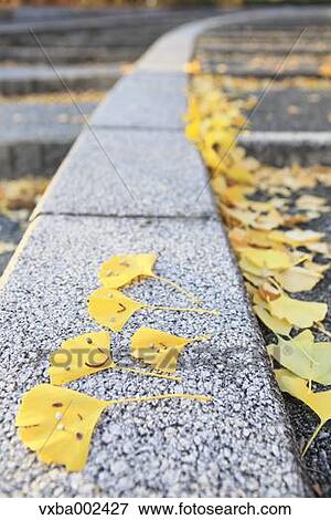 Ginkgo leaves View Large Photo Image Stock Photo - Ginkgo leaves. Fotosearch