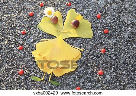 Ginkgo leaves View Large Photo Image Stock Photo - Ginkgo leaves. Fotosearch