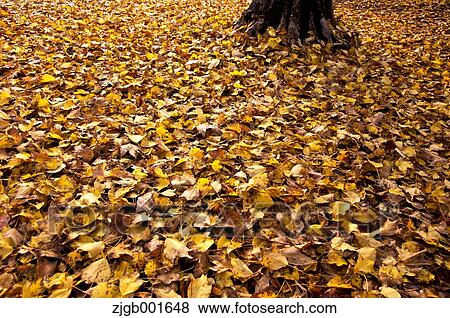 Stock Photo - Ginkgo leaves. Fotosearch