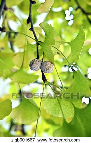 Stock Photo - Ginkgo leaves. Fotosearch