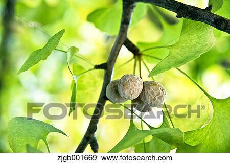 Stock Photo - Ginkgo leaves. Fotosearch
