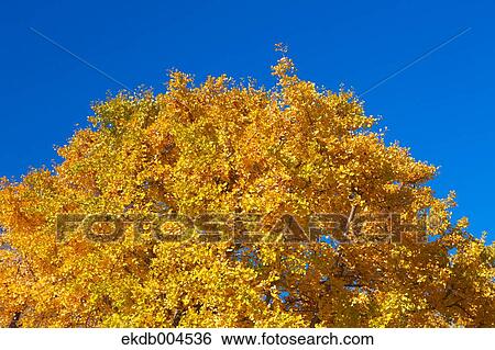 Ginkgo leaves View Large Photo Image Stock Photograph - Ginkgo leaves. Fotosearch