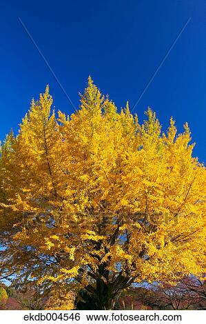 Ginkgo leaves View Large Photo Image Stock Photograph - Ginkgo leaves. Fotosearch