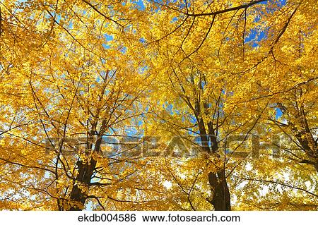 Ginkgo leaves View Large Photo Image Stock Photograph - Ginkgo leaves. Fotosearch
