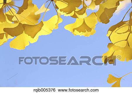 Ginkgo leaves View Large Photo Image Stock Photograph - Ginkgo leaves. Fotosearch