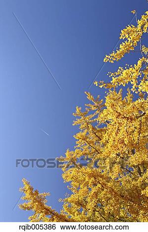 Stock Photograph - Ginkgo leaves. Fotosearch