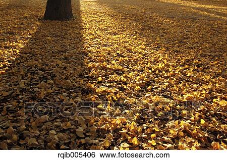 Ginkgo leaves View Large Photo Image Stock Photograph - Ginkgo leaves. Fotosearch