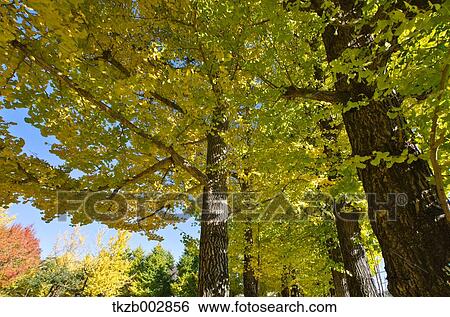 Ginkgo leaves View Large Photo Image Stock Photograph - Ginkgo leaves. Fotosearch