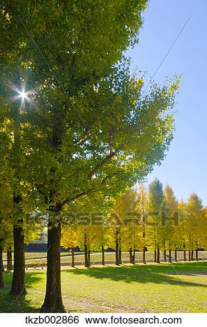 Ginkgo leaves View Large Photo Image Stock Photograph - Ginkgo leaves. Fotosearch