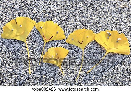 Stock Photograph - Ginkgo leaves. Fotosearch