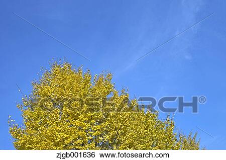 Ginkgo leaves View Large Photo Image Stock Photograph - Ginkgo leaves. Fotosearch