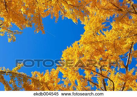 Ginkgo leaves View Large Photo Image Stock Photography - Ginkgo leaves. Fotosearch
