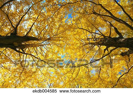 Ginkgo leaves View Large Photo Image Stock Photography - Ginkgo leaves. Fotosearch