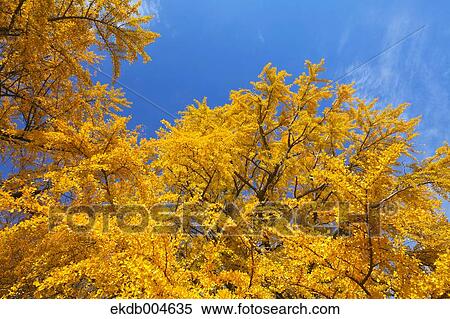 Ginkgo leaves View Large Photo Image Stock Photography - Ginkgo leaves. Fotosearch