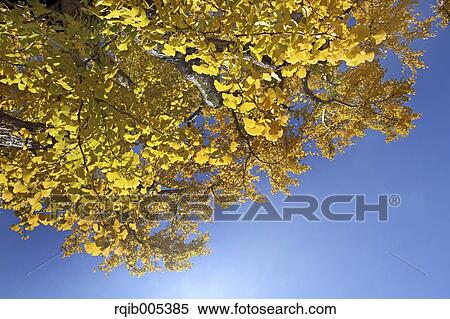 Stock Photography - Ginkgo leaves. Fotosearch