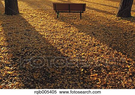 Ginkgo leaves View Large Photo Image Stock Photography - Ginkgo leaves. Fotosearch