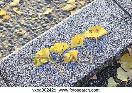 Ginkgo leaves View Large Photo Image Stock Photography - Ginkgo leaves. Fotosearch