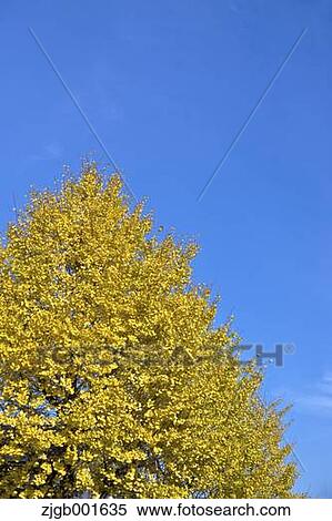 Ginkgo leaves View Large Photo Image Stock Photography - Ginkgo leaves. Fotosearch