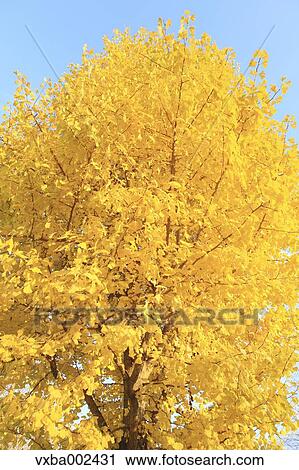 Ginkgo tree View Large Photo Image Stock Image - Ginkgo tree. Fotosearch