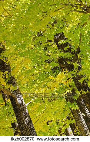 Ginkgo trees View Large Photo Image Stock Image - Ginkgo trees. Fotosearch