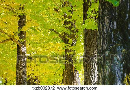 Ginkgo trees View Large Photo Image Stock Image - Ginkgo trees. Fotosearch