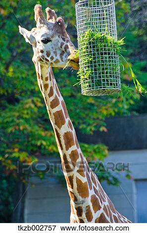 Giraffe eating View Large Photo Image Stock Photo - Giraffe eating. Fotosearch