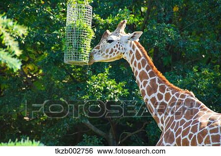 Stock Photograph - Giraffe eating. Fotosearch