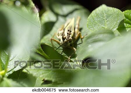 Grasshopper View Large Photo Image Stock Photography - Grasshopper. Fotosearch