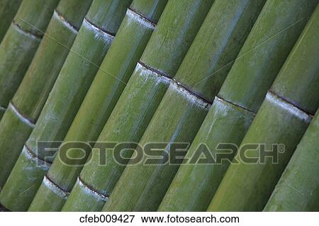 Green bamboo View Large Photo Image Stock Photo - Green bamboo. Fotosearch