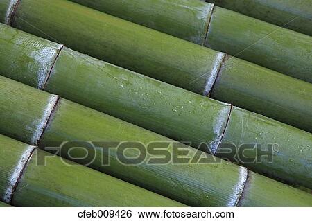 Green bamboo View Large Photo Image Stock Photograph - Green bamboo. Fotosearch