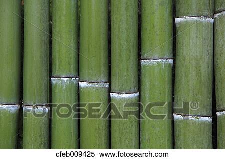 Green bamboo View Large Photo Image Stock Photography - Green bamboo. Fotosearch