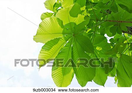 Green leaves View Large Photo Image Picture - Green leaves. Fotosearch