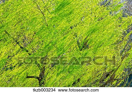 Picture - Green leaves. Fotosearch