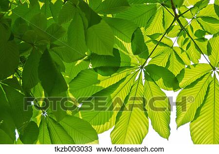 Green leaves View Large Photo Image Stock Image - Green leaves. Fotosearch